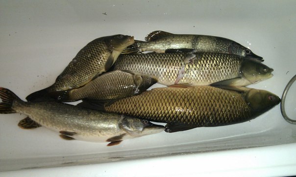 №20, Дмитрий Булгаков, 43 года, Феодосия №20, Дмитрий Булгаков, 43 года, Феодосия