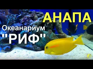 АНАПА  ОКЕАНАРИУМ РИФ  пр-т Революции, 3, ЖК Золотая бухта (выход на набережную), 22 июня 201