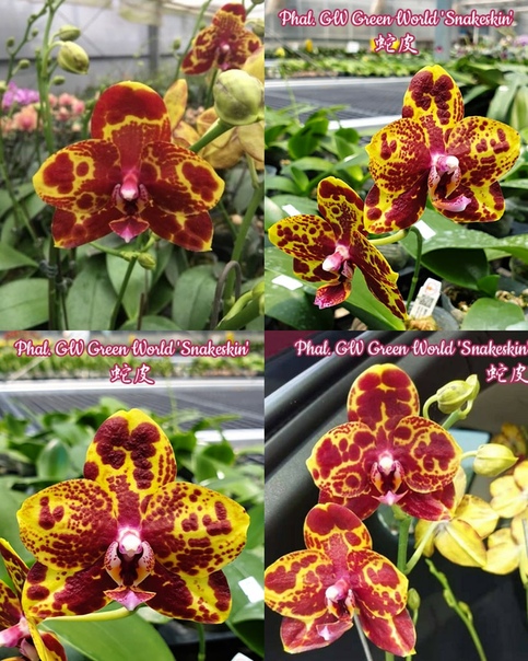 Фаленопсис gw green world. Green world snakeskin орхидея. Gw green world 'snakeskin'. Орхидея фаленопсис green world 'snakeskin. Green world snakeskin орхидея.