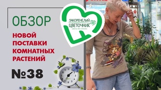 #38 Поставка комнатных растений в магазин | Большой спатифиллум, сортовые калатеи, мирт и экзотика