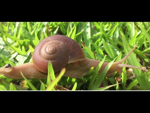 OMG! BIG SNAIL WALK AT MY GARDEN