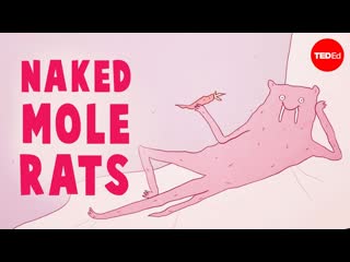 Are naked mole rats the strangest mammals - Thomas Park