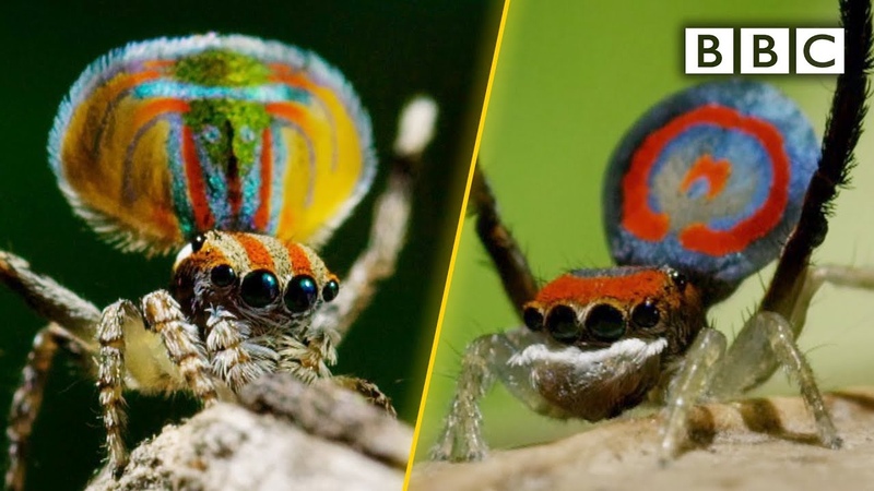Peacock spiders, dance for your life