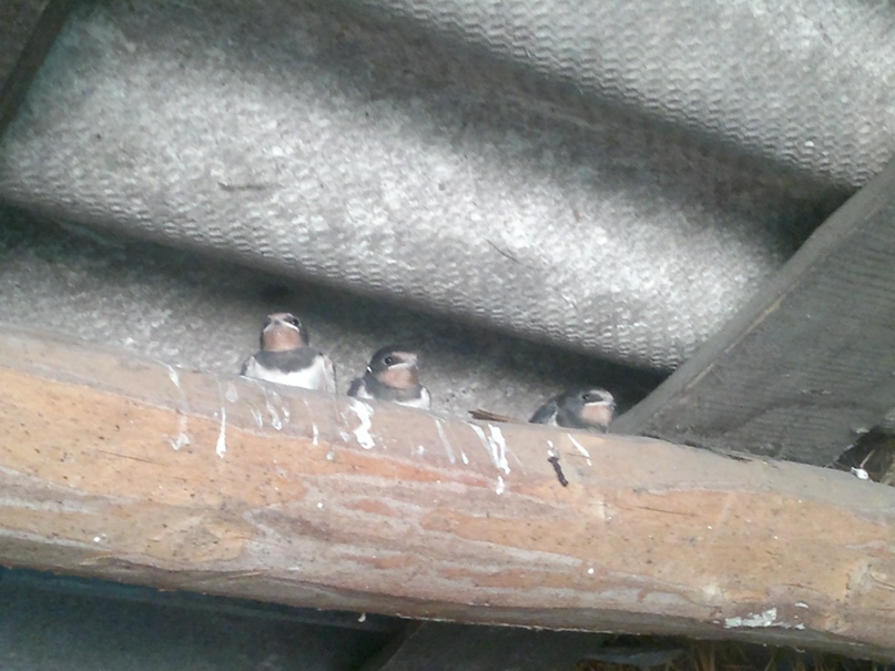 Павел Миллер | Ноябрьск