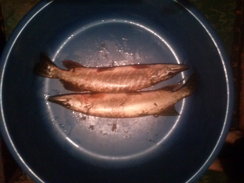 Павел Волк | Калининград