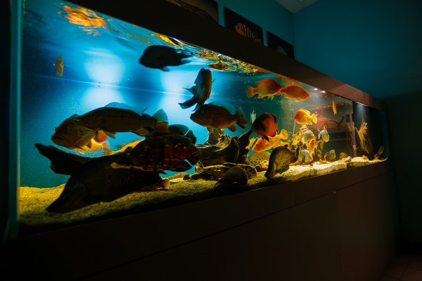 Океанариум рязань фото Океанариум рязань фото