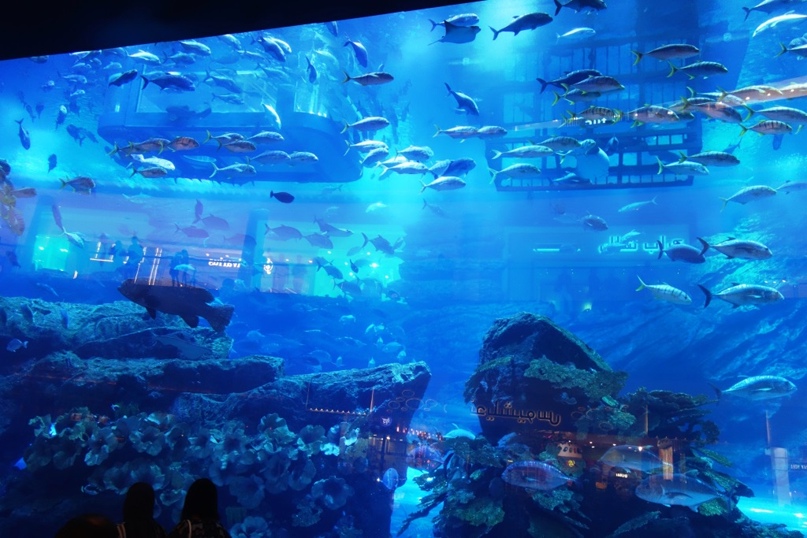 Альберт Давлетшин | Сургут