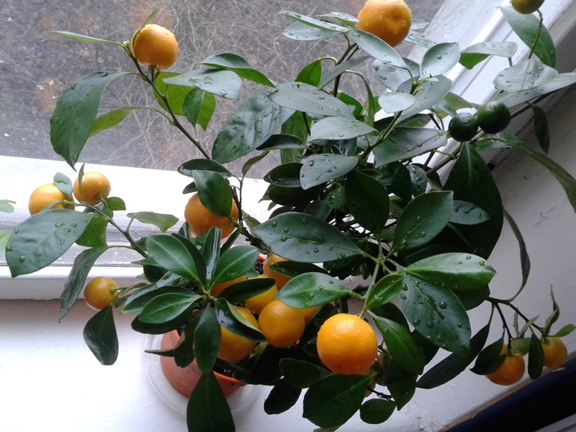 Ольга Пономарева | Санкт-Петербург