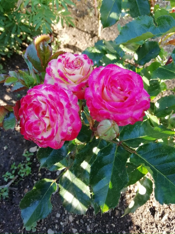 Ирина Сорокина | Ржев