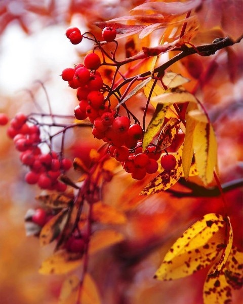 Картина на холсте 60x90 LinxOne "Листья природа осень" интерьер для дома / декор