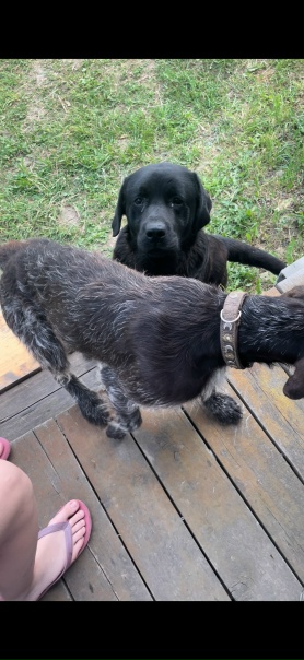 На участок в поселке Барсуки зашли две собаки, в...