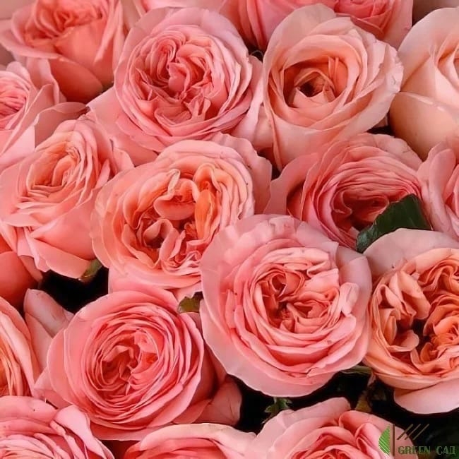 Лондон роза Лондон роза