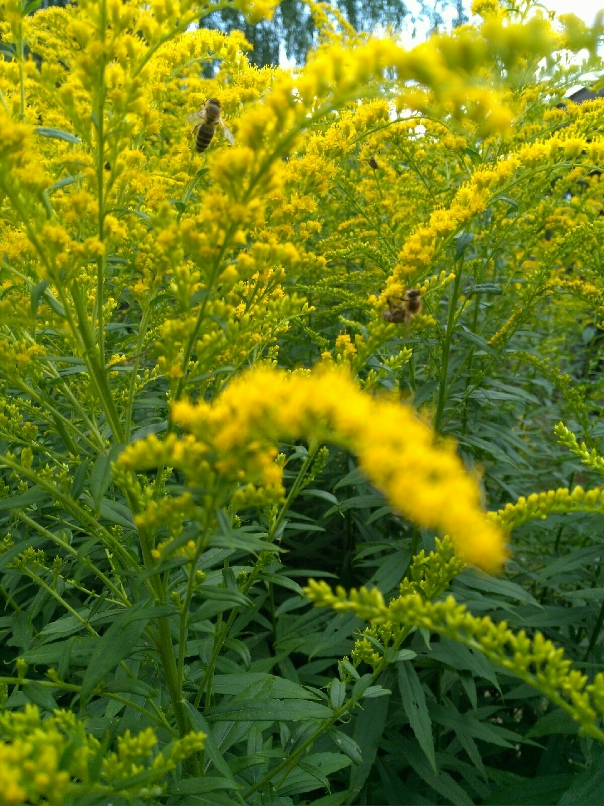 Николай Соколов | Вологда