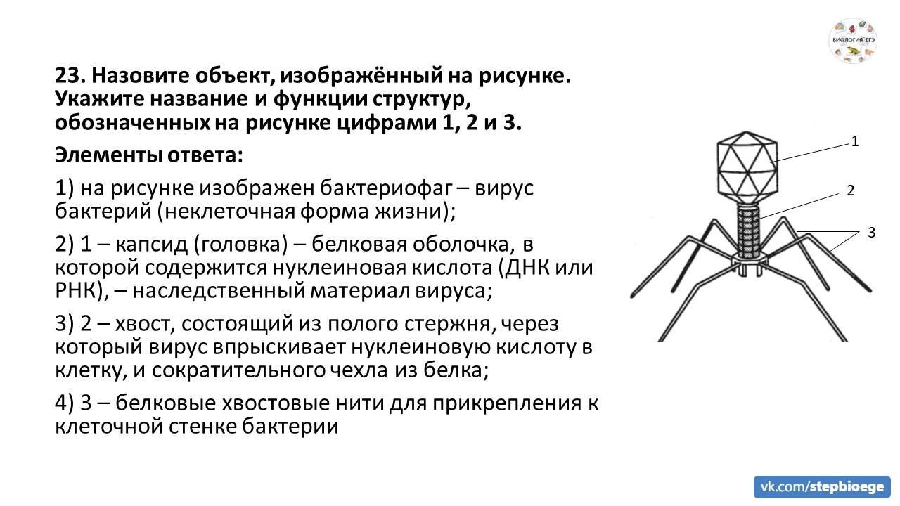 Объект изображенный на рисунке. Назовите объект изображенный на рисунке бактериофаг. Назовите объект изображенный на рисунке какие структуры. Что изображено на рисунке? Какие структуры обозначены цифрами 1 и 2?. Что обозначено на рисунке цифрами 1 2 3 какие функцию структур 1 и 3. Объект изображенный на рисунке. Назовите объект изображенный на рисунке бактериофаг. Назовите объект изображенный на рисунке какие структуры. Что изображено на рисунке? Какие структуры обозначены цифрами 1 и 2?. Что обозначено на рисунке цифрами 1 2 3 какие функцию структур 1 и 3.