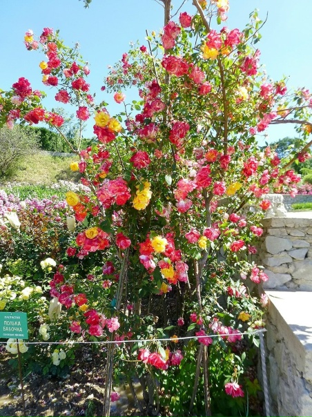 Разве есть что-то более совершенное, чем РОЗА?? Никитский ботанический сад