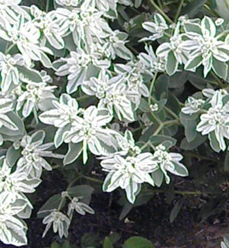 Растение с белыми листьями фото Растение с белыми листьями фото