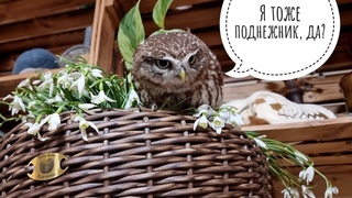 Корзинки для ушастых сов, подснежники для сыча Лучика, невкусный цыплёнок для филина Ёлки