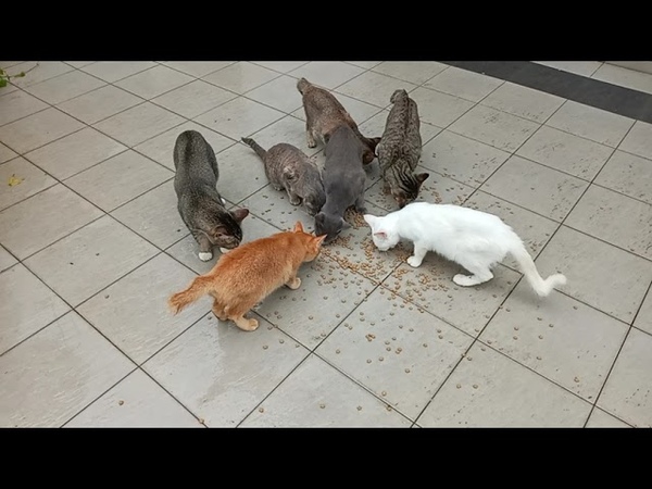 cats are1348and, 3 Generation are868 720 594and Young lady grandchild295, 178, 57 346, 183 240, 98days