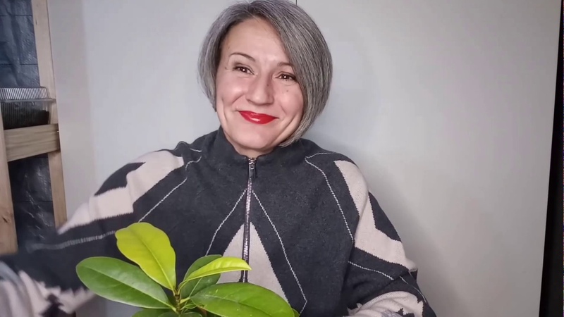 Магнолия из семян Grandiflora. Видео