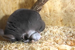Chinchilla birth