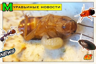Муравьиные новости #2 // Личинки у венаторов, атака огненных