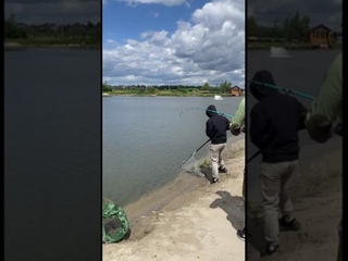 КАРП 3 КГ! Скоро полное видео! Подпишись!#рыбалка #карп #линь#трофейнаярыбалка #fishing