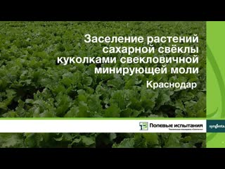 Заселение растений сахарной свёклы куколками свекловичной минирующей моли, Краснодар