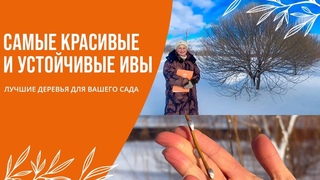 ЛУЧШИЕ ДЕРЕВЬЯ ДЛЯ ВАШЕГО САДА | САМЫЕ КРАСИВЫЕ И УСТОЙЧИВЫЕ ИВЫ