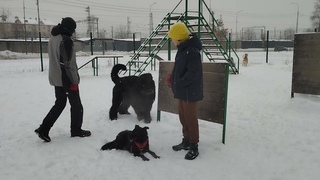 Новогодняя  Сказка Сёма Питерский Дед Мороз  Леди Снегурочка  Моя Жизнь Кино  Музей Псов