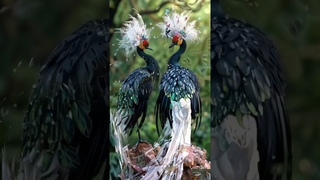 Whispering of young lovers #bird #lovebird #ai ##nature #beautifulanimals #shorts