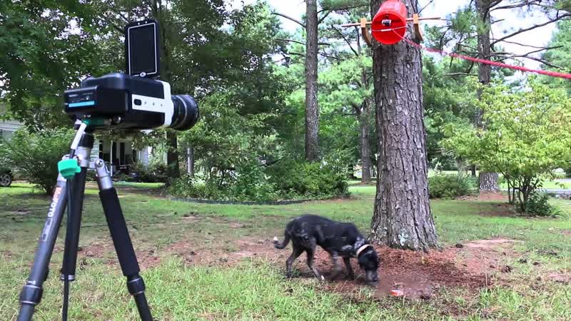 Slow Motion Ice Bucket Challenge ( Dog, Cat, Chicken, Kid) Smarter Every
