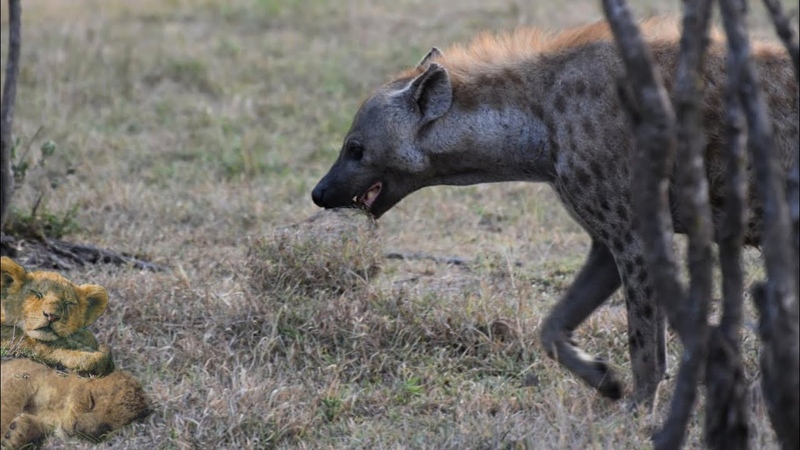 Lion cub saved from death, instan Karma for Hyena who wants to kill a sleeping lion