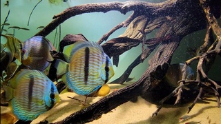 My wild fish: Tefe Green Discus, Heckel Discus and Atabapo Altums.