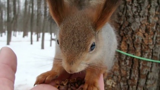 Покормил Дикого бельчонка, а другой сам поел / Fed the squirrel, and the other ate himself