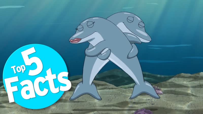 Top 5 Freaky Facts About Dolphin