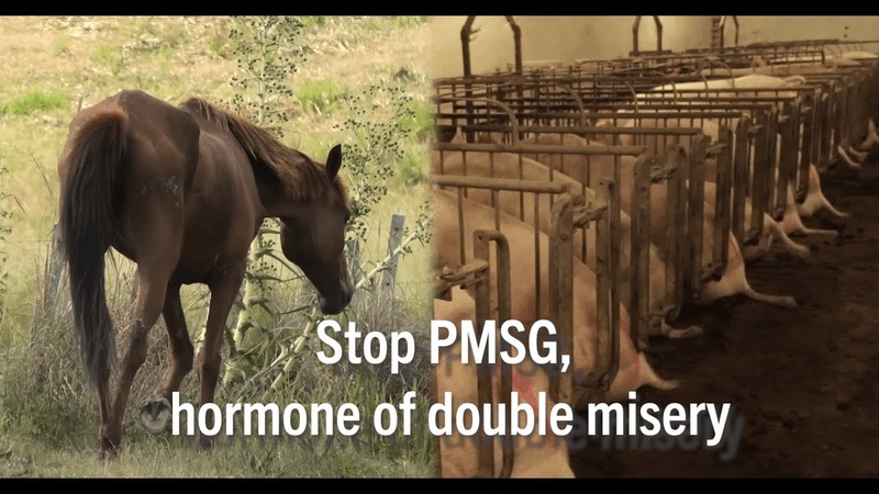 PMSG: Hormone of double