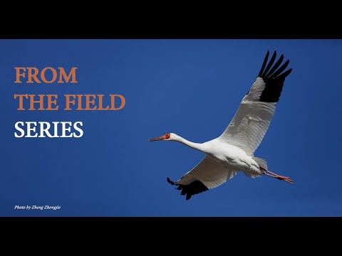Adventures With Cranes in E. Russia From Yakutia in the Arctic to the Amur River Bordering