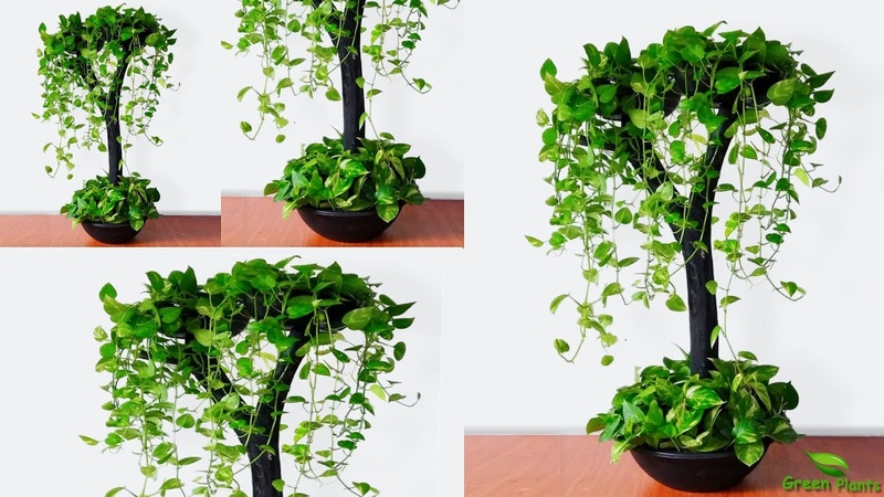 Cool Idea to Growing Money plants in Your living space, Money plant Hanging Idea, , GREEN