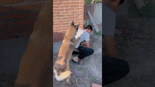 Koko the dog saves me EVERY TIME #shorts