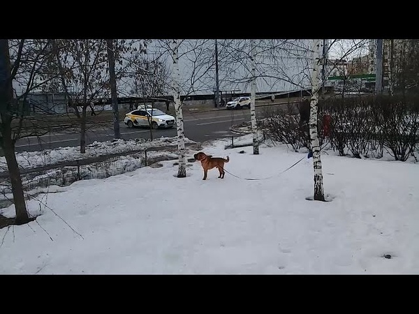 Пёс Тотоша и рыженький шарпейчик, ждущий своего хозяина из